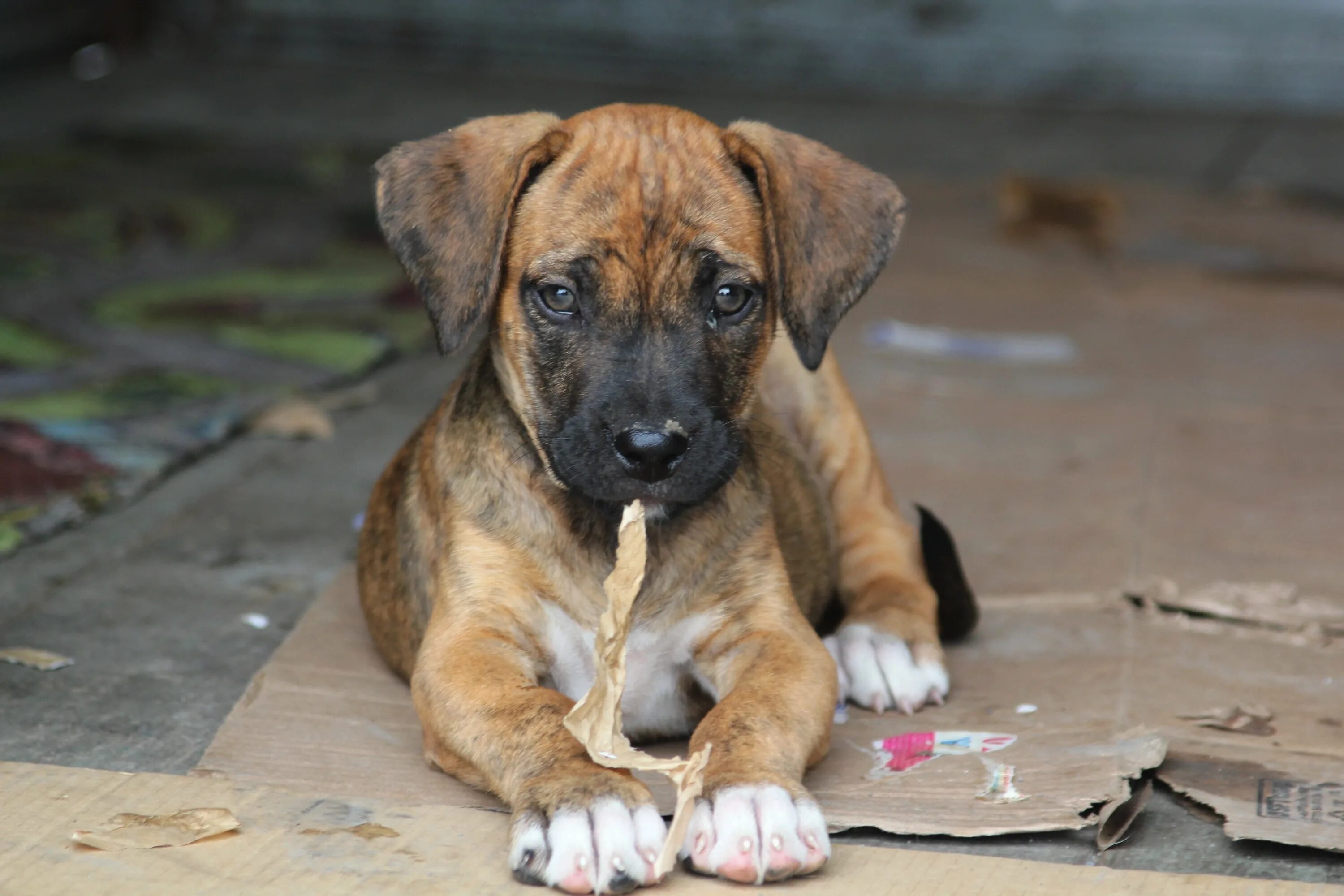 Аланская порода собак в осетии. Собака алано испаньола. Осетинский мастиф. Собака аланский эспаньол. Осетинская аланская собака.