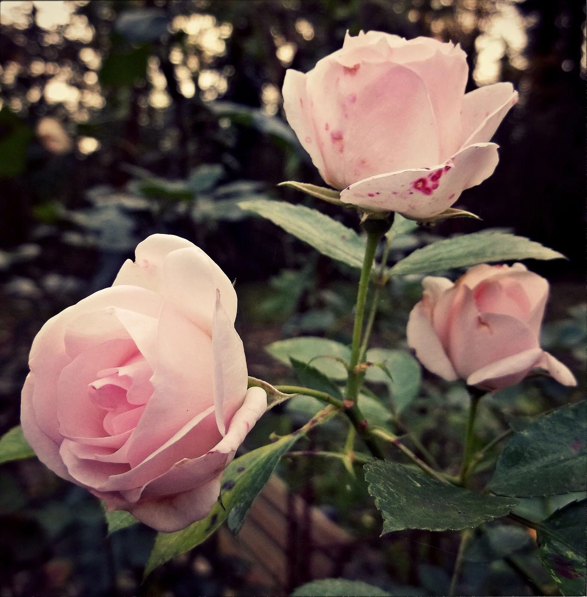 Благородные розы