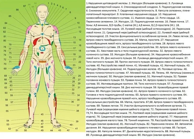 Огулов книги купить. Огулов проекционные зоны. Проекция внутренних органов на теле. Точки по Огулову на теле. Схема висцерального массажа по Огулову.