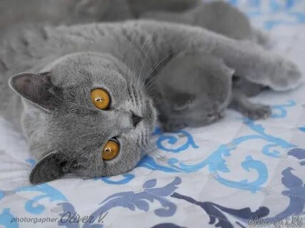 Британец 2