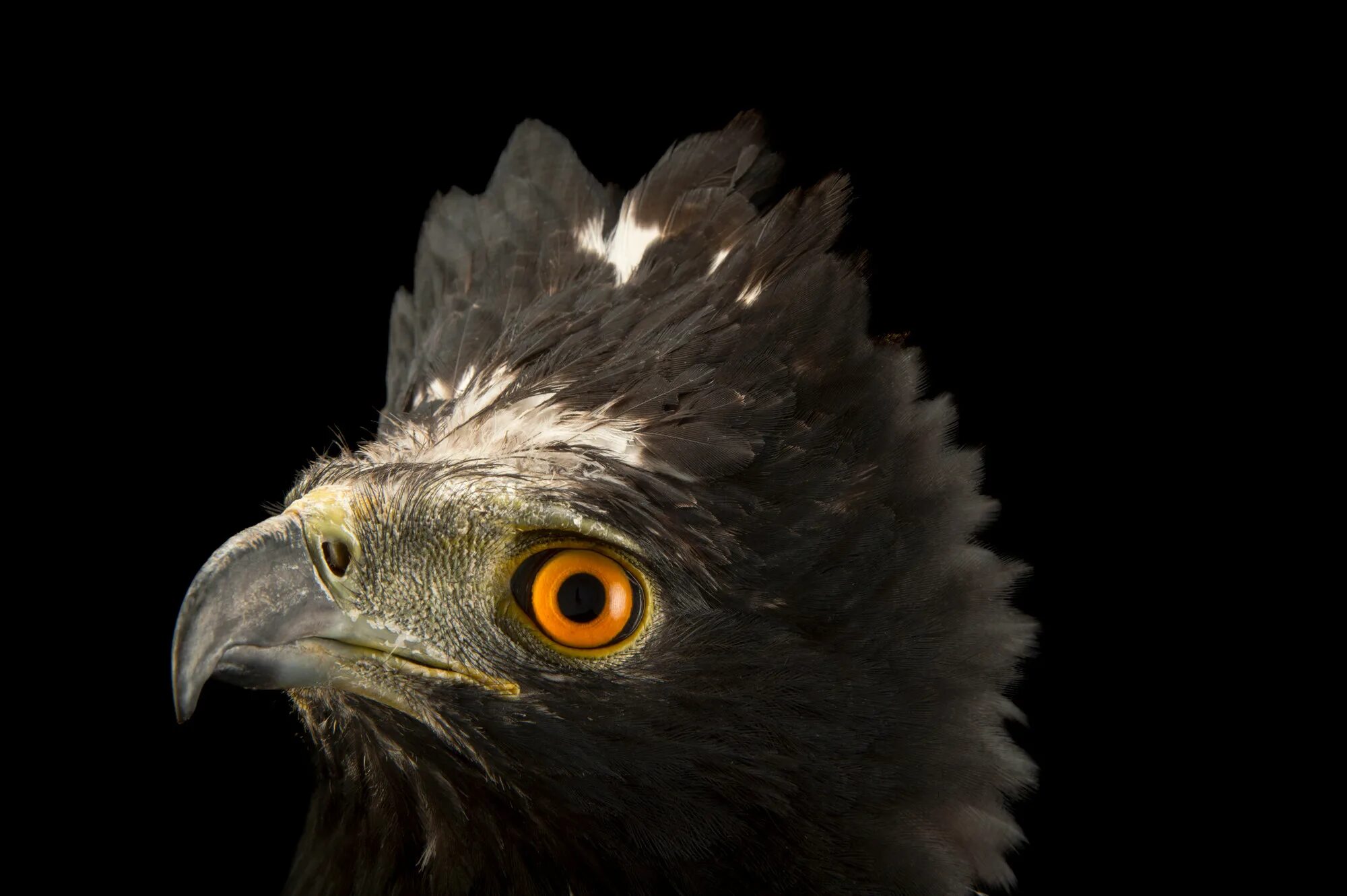 Hawk eagle