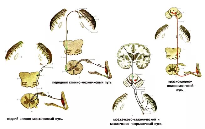 Красноядерный спинномозговой путь схема. Спинно покрышечный путь схема. Передний спинно-мозжечковый путь. Передний спинно-мозжечковый путь схема.