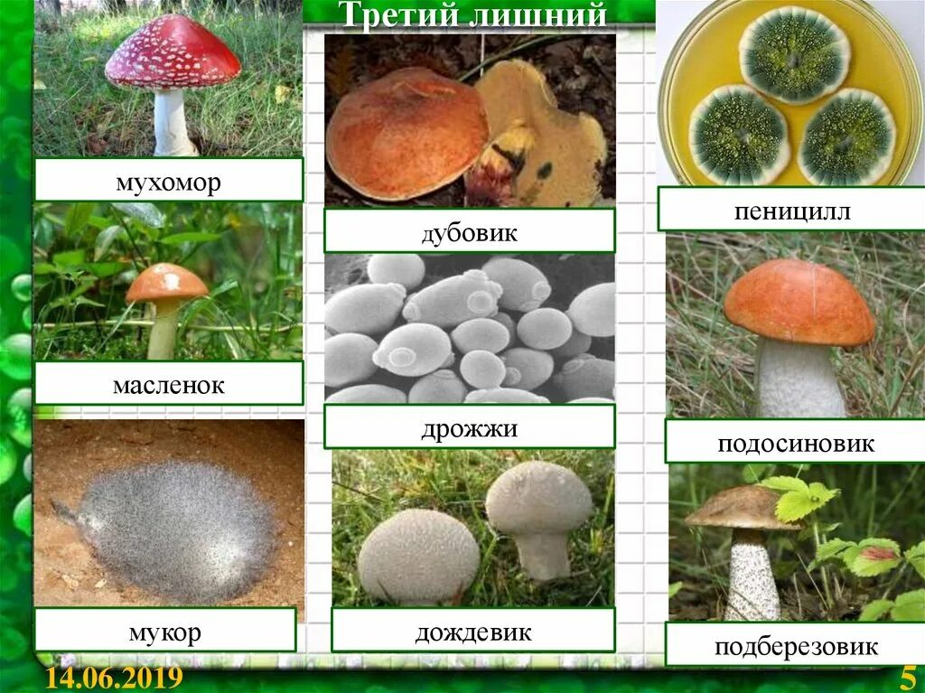 Грибы мукор пеницилл дрожжи. Шляпочные грибы плесневые грибы гриб пеницилл. Плесневые грибы названия и Шляпочные. Гриб мукор. Мукор относится к грибам.