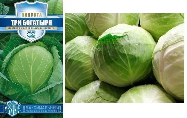 Капуста три богатыря описание сорта. Капуста белокочанная 3 богатыря. гавриш капуста три богатыря. семена капусты три богатыря. капуста русский богатырь.