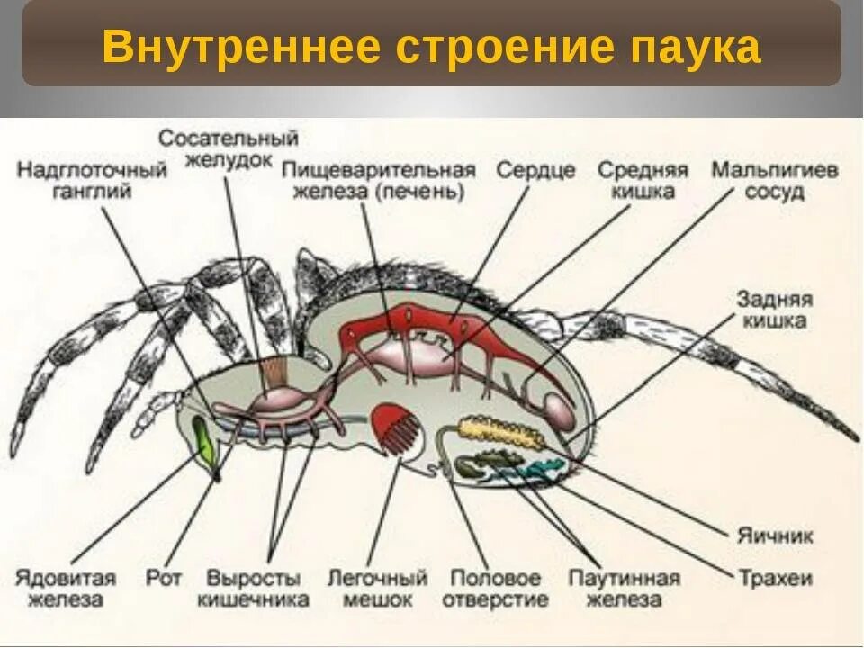 Внутреннее строение паука крестовика биология 7. Внешнее и внутреннее строение паука. Внутренне строение паука крестовика. Внутреннее строение паука крестовика. У пауков прикрепленный образ жизни