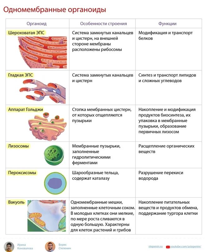 Строение и функции одномембранных органоидов. Строение клетки мембранные органоиды и их функции. Одномембранные органоиды кратко. Строение и функции клетки органоиды их функции. Размер органоидов клетки