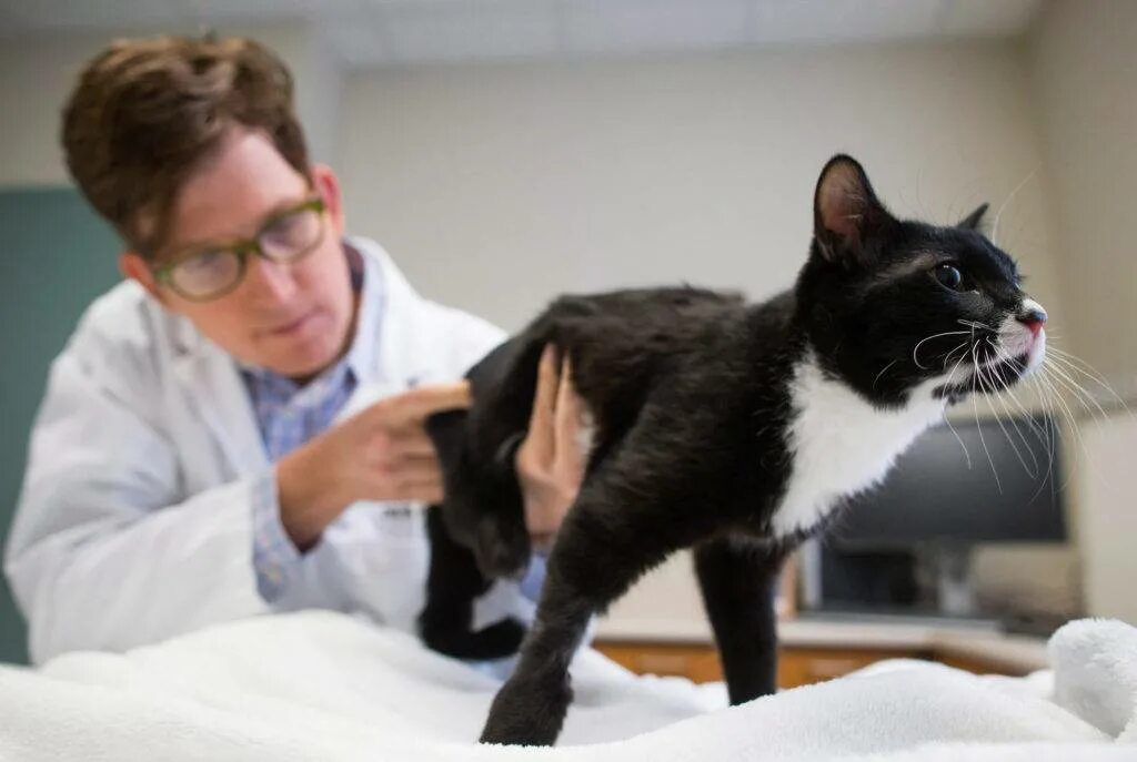 Обследование кошек. Кот у ветеринара. Ветеринар с кошкой. Осмотр кошки. Кот в клинике.