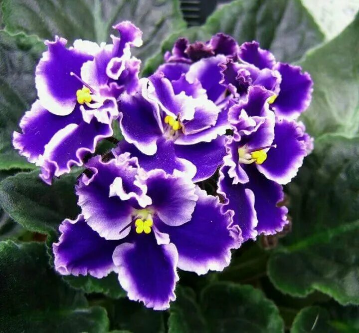 фиалки рапсодия. фиалка рапсодия. фиалка rhapsodie clementine. фиалки рапсодия. фиалка optimara rhapsodie cora.