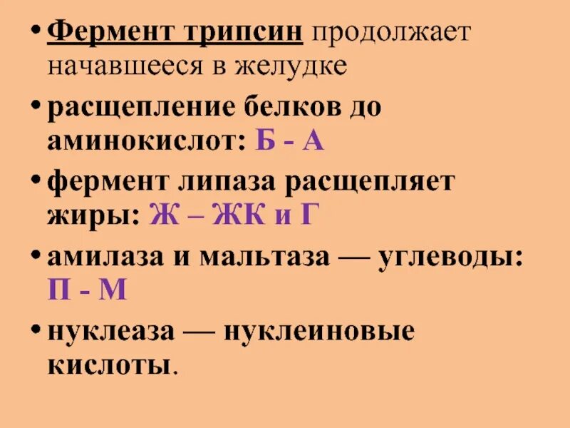 В желудке начинается расщепление чего