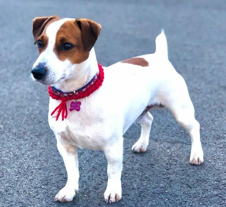 Течка у джек расселов терьеров. Джек терьер собака. Породистый джек рассел терьер. Джек рассел терьер вязки. Джек-рассел-терьер.