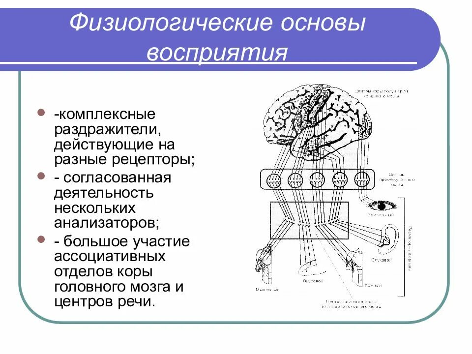 Физиологические основы процесса. Физиологические основы восприятия. Физиологические основы восприятия в психологии. Физиологические механизмы восприятия в психологии. Физиологические основы восприятия схема.