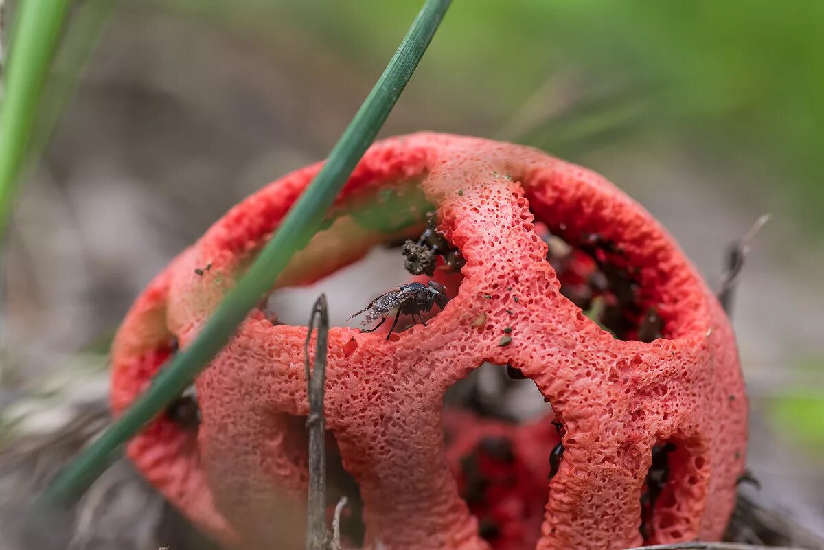 Решёточник красный гриб. Решеточник красный (Clathrus ruber). Гриб решеточник. Ядовитый гриб решеточник красный. Редкий красный гриб