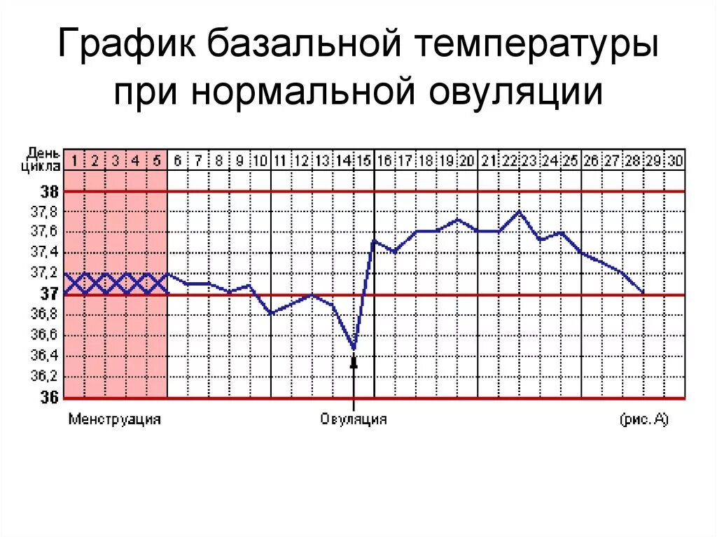 График базальной температуры менструационного цикла. Измерение базальной температуры в гинекологии. График базальной температуры норма с примерами. Измерение базальной температуры 2 фазы цикла. При овуляции повышается