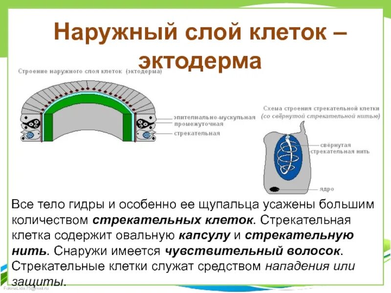 Состоят из 1 слоя клеток. Строение наружного слоя клеток эктодермы гидры. Наружный слой клеток. Наружный слой клеток эктодерма. Строение клеток эктодермы.