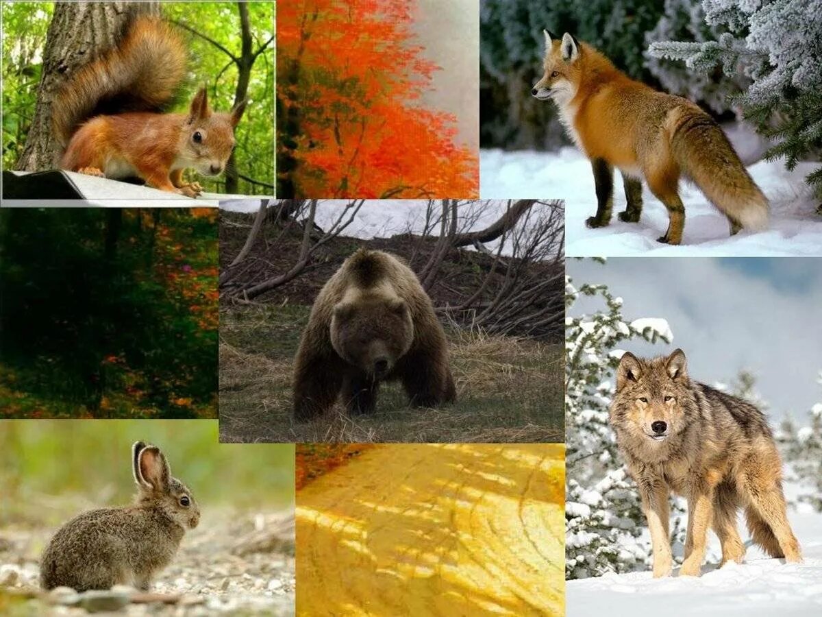 Разнообразие диких животных