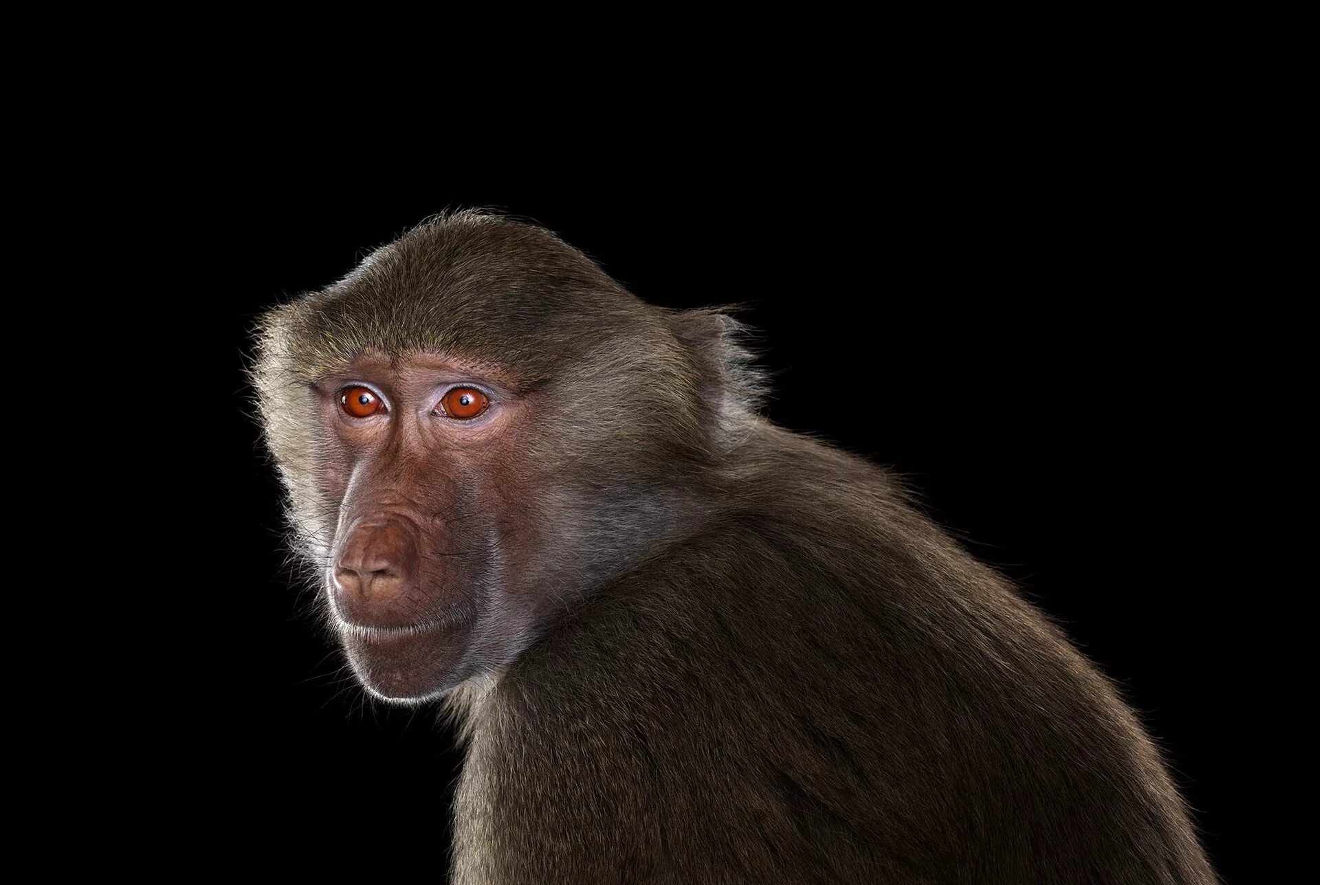 Черная мартышка. Павиан. Мартышка портрет. Джин бабуин фото. Гамадрил.