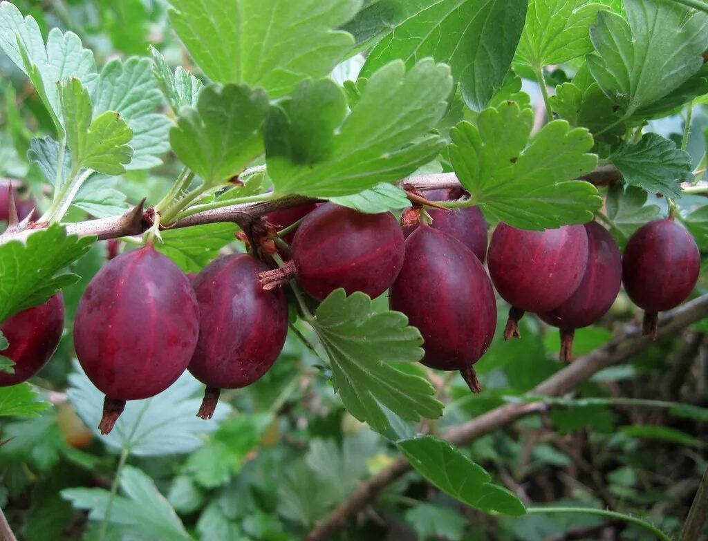 Крыжовник садко. Крыжовник краснославянский. Крыжовник садко. Крыжовник садко. Крыжовник под яблоней.