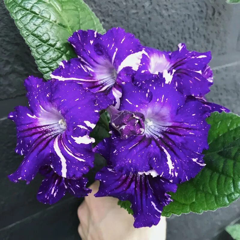 Стрептокарпус ds 125. Стрептокарпусы дс. Стрептокарпус ds 1401. Стрептокарпус ds шейк. Стрептокарпус ds 782.