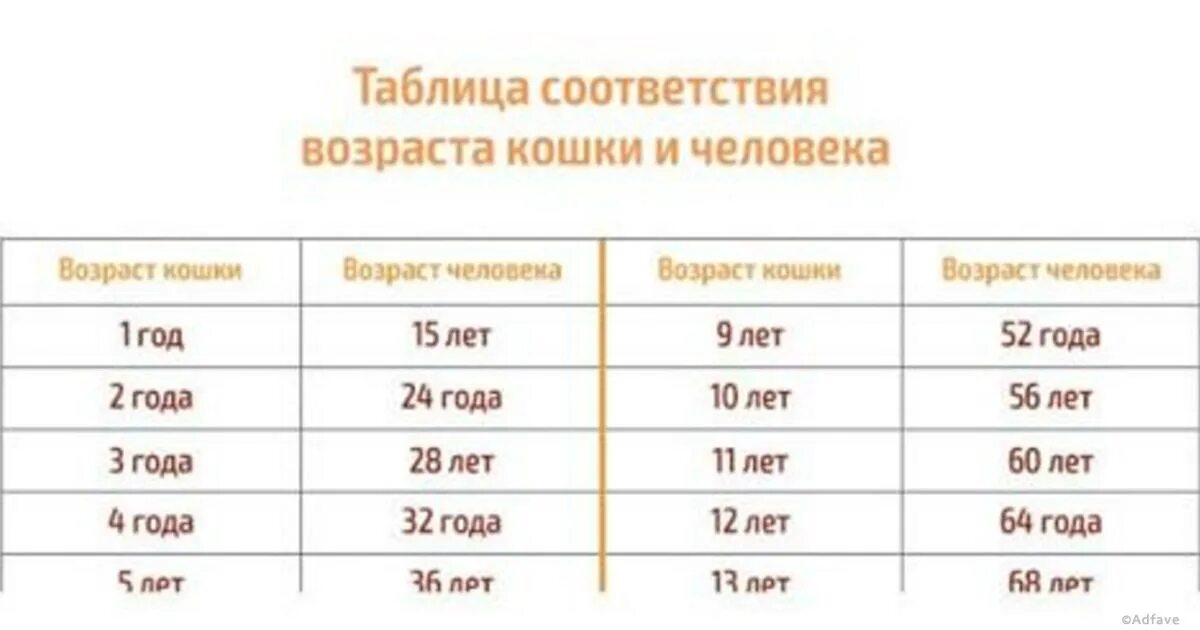 Какого года человек если ему 14. Возраст кота и человека соотношение таблица по возрасту. Кошачий Возраст и человеческий Возраст таблица. Таблица соответствия кошачьего возраста человеческому. Кошачий Возраст на человеческий таблица.