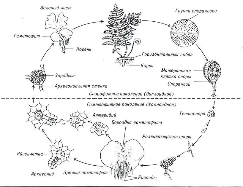 Жизненный процесс папоротника