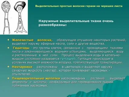 Какая ткань формирует волоски