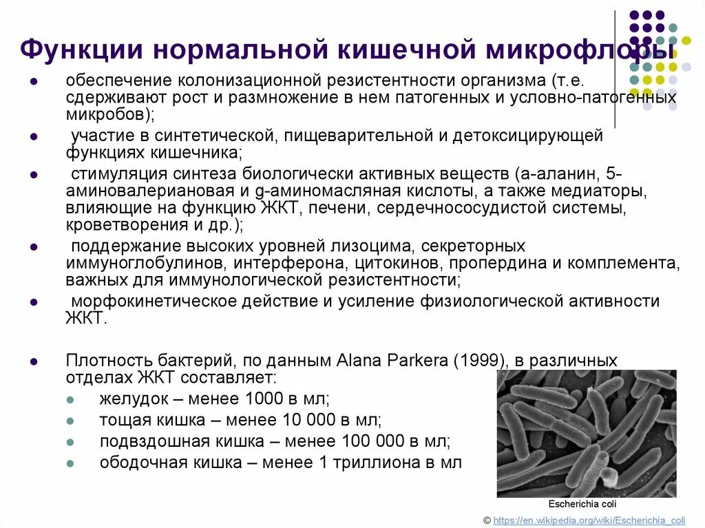 Роль бактерий толстого кишечника человека. Функции кишечной палочки в толстом кишечнике. Микроорганизмы кишечника функции. Функции кишечных бактерий. Бактерии кишечника функции.