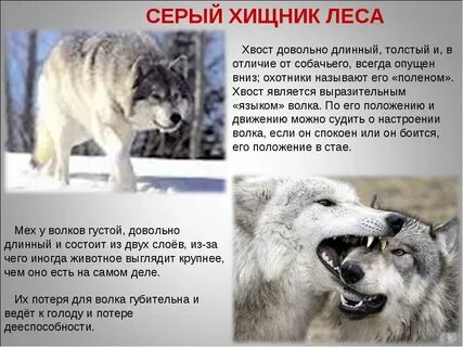 Как отличить волка от собаки по внешнему