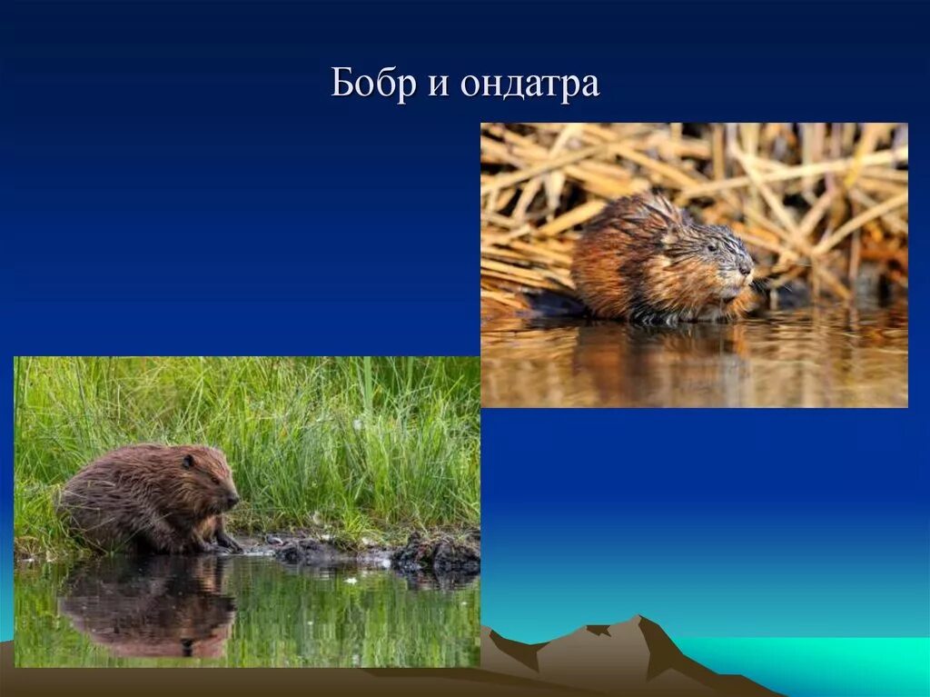 Бобры ондатры