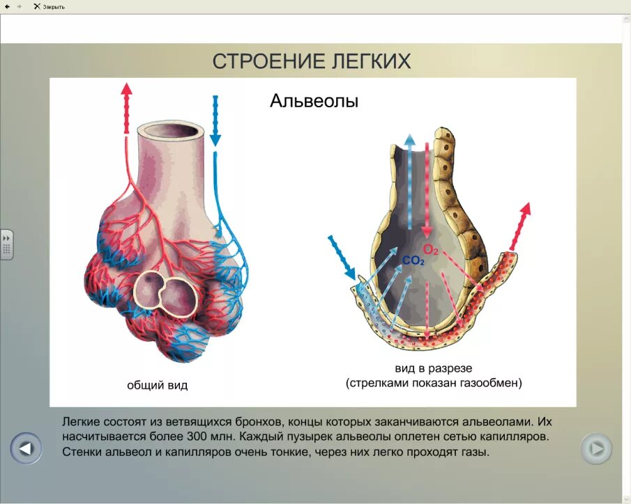 Альвеолы это элементы строения. Альвеолы это элементы строения
