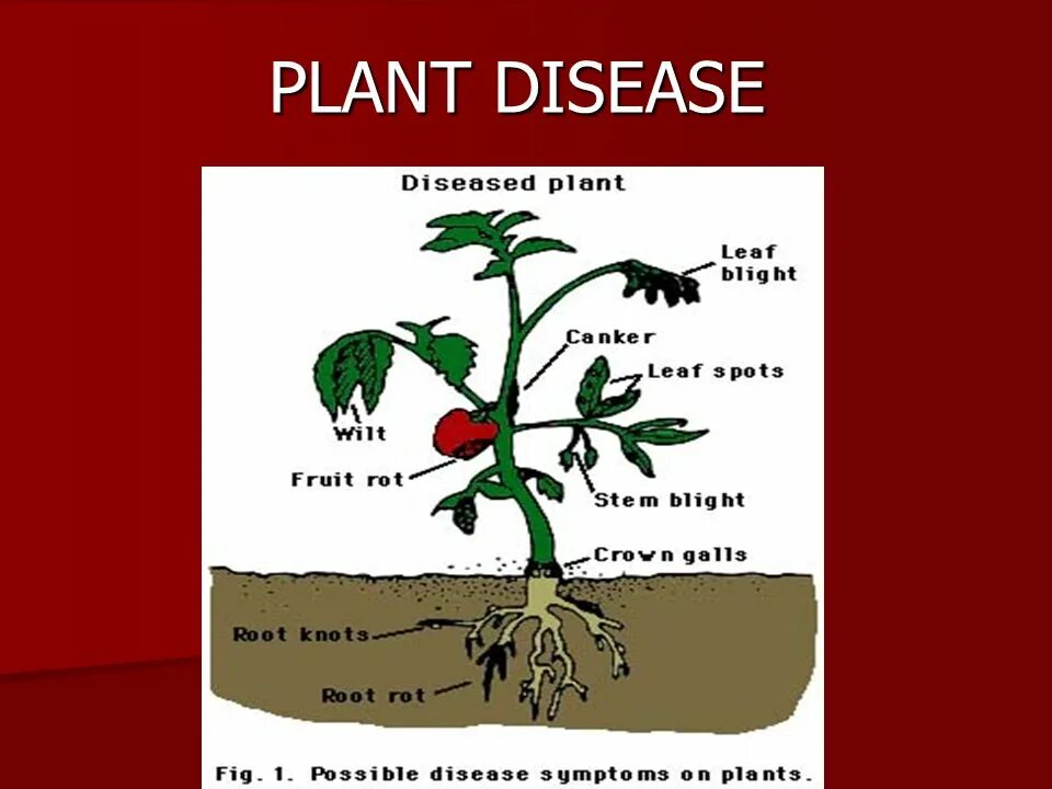 Plant disease. Wilting diseases of Plants. Plant disease example. Comparison method of Plants. Plant disease prognosis.