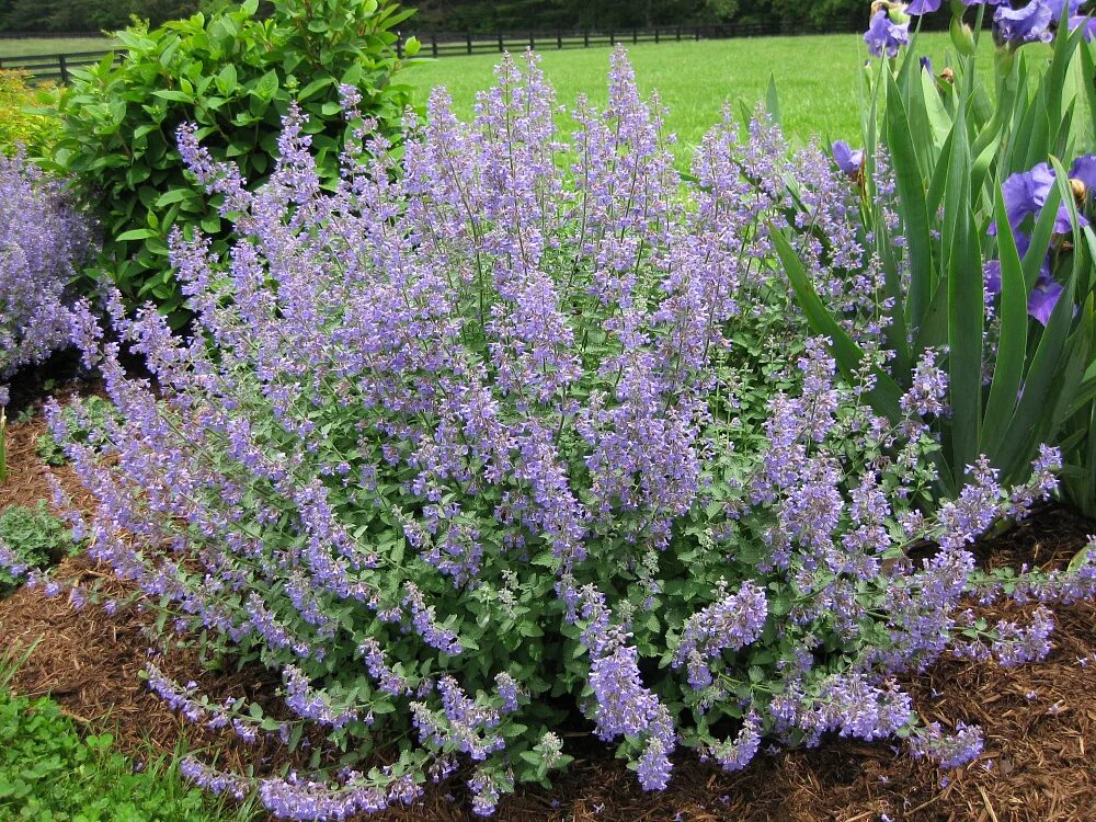 Как размножить котовник фассена. Котовник фассена уолкерс лоу. котовник фассена (nepeta. котовник junior walker. котовник фассена (nepeta faassenii).