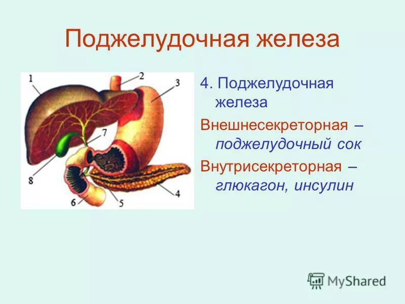 Инсулин и желчь