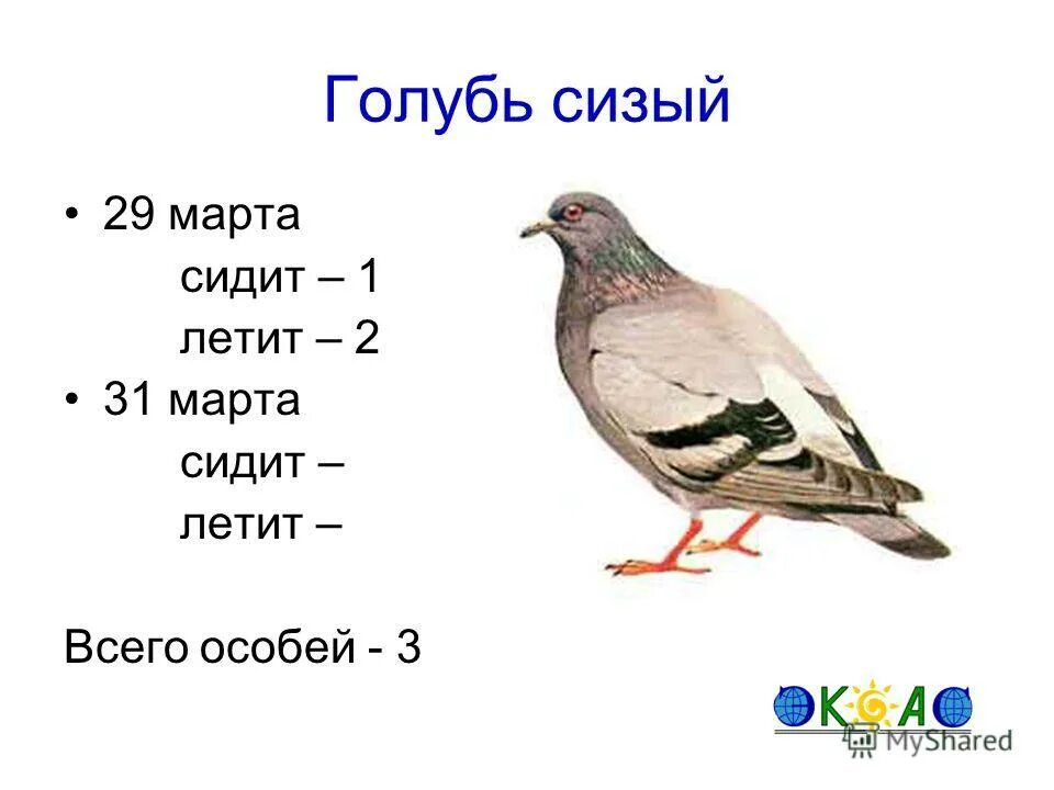 В лейкоците сизого голубя содержится. В лейкоците сизого голубя содержится