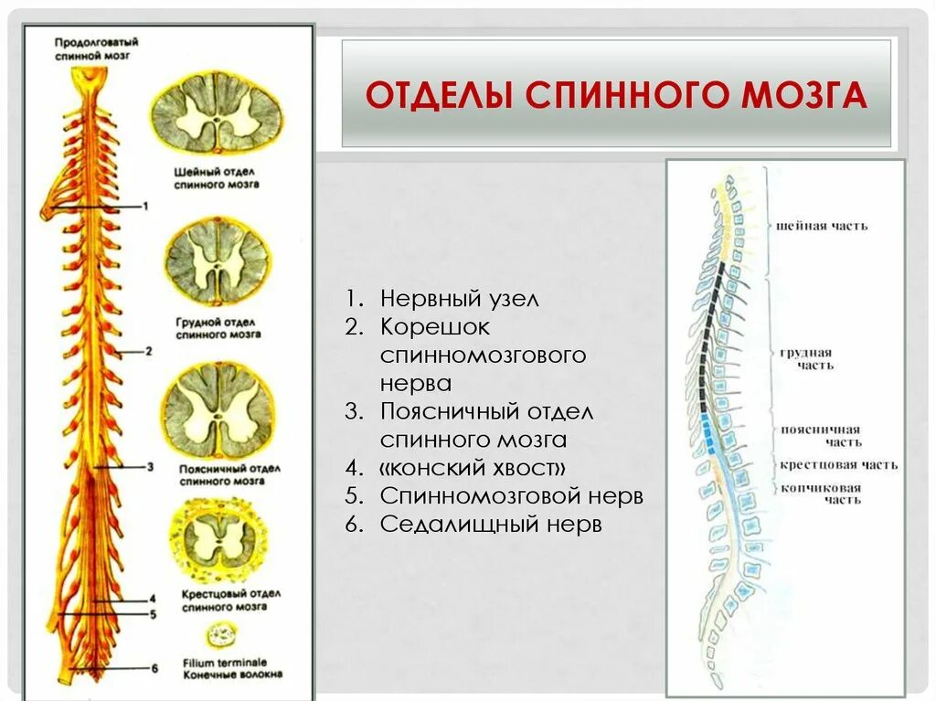 Сколько отделов имеет. Спинной мозг отделы строение и функции. Спинной мозг шейный отдел анатомия. Шейный отдел спинного мозга строение. Отделы позвоночника спинного мозга функции.