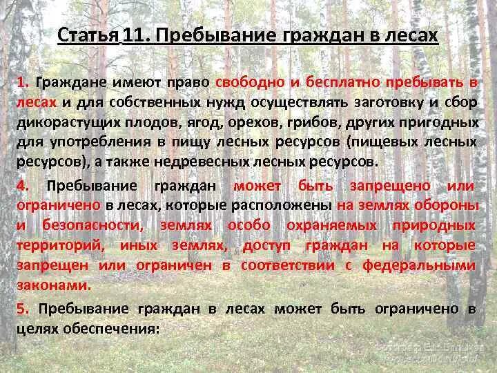 Лес гражданину рф. Пребывание граждан в лесах. Ограничение пребывания граждан в лесах. Ограниченное пребывание граждан в лесу.