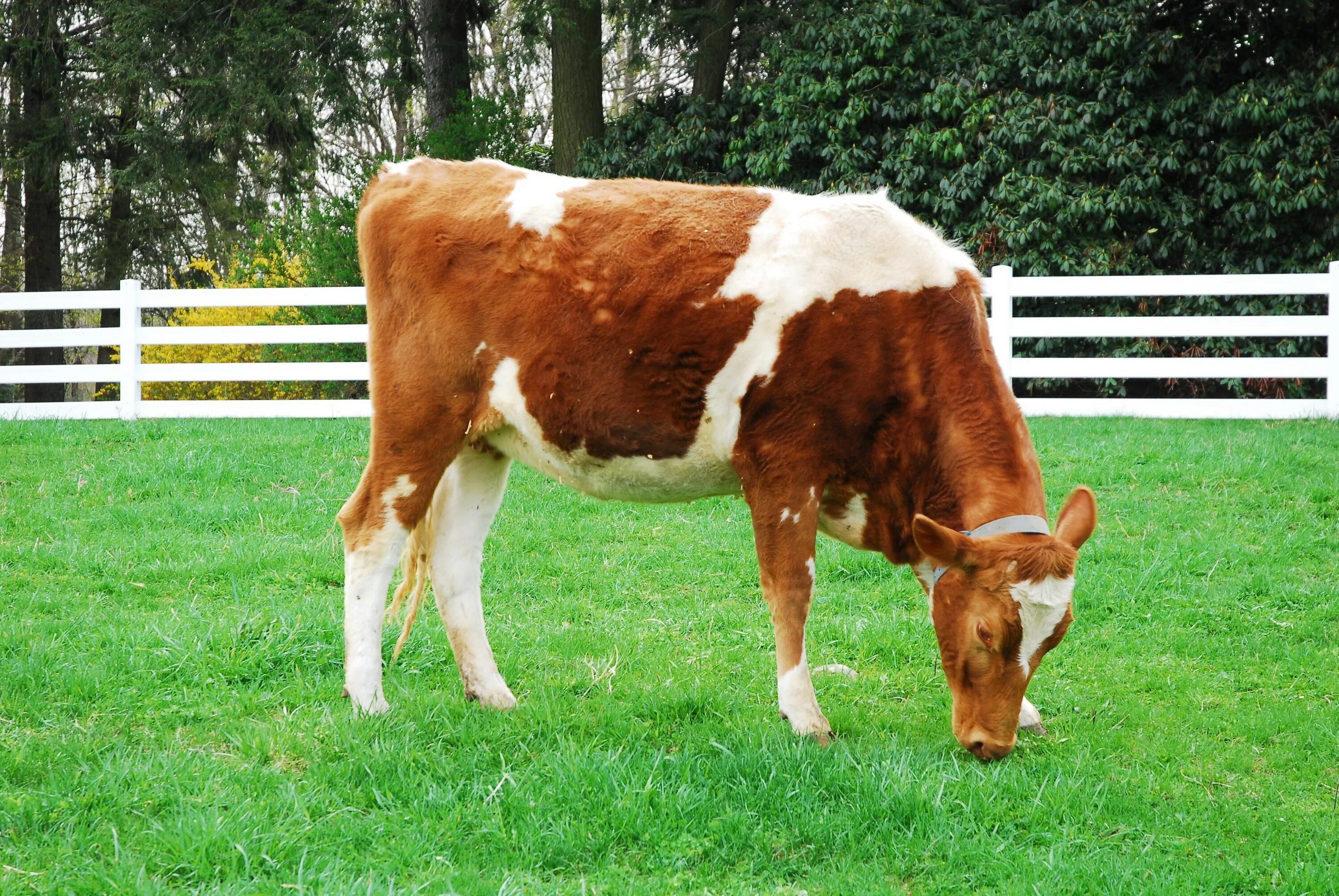 Корова. Ферма бело зеленая. Cow field. Корова. Теленок 4 буквы сканворд.