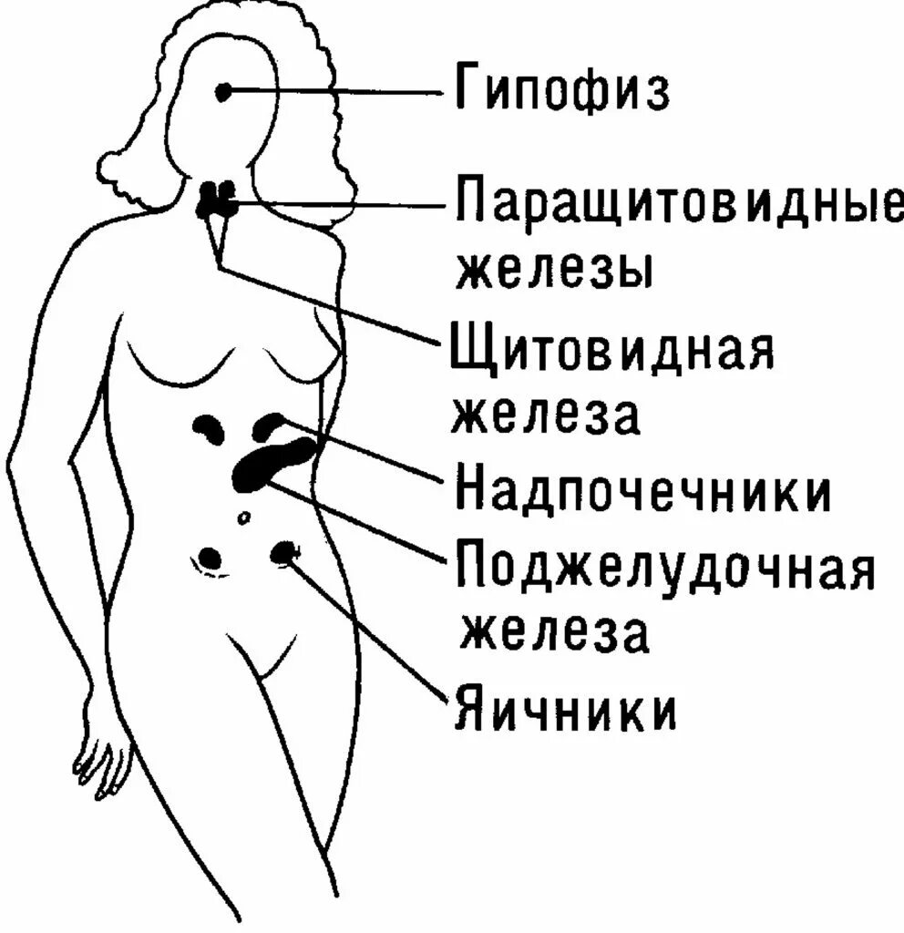 ПРИЛОЖЕНИЕ: КАК ДАОССКАЯ ЙОГА ВОЗДЕЙСТВУЕТ НА ГОРМОНАЛЬНУЮ СИСТЕМУ. Даосские сек