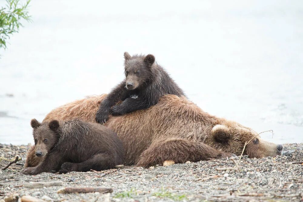 Сколько живут медведи в неволе. Медвежьи острова заповедник. Медведица с медвежатами фото. Королевство медведей. Семья медведей Камчатка.