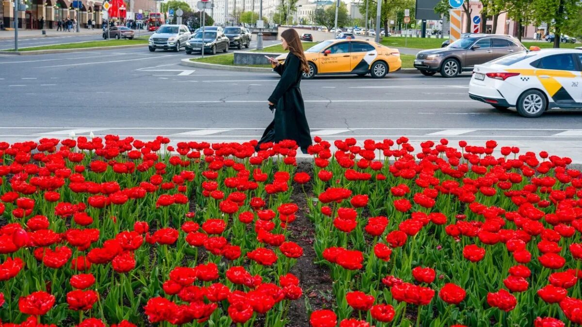 Клумба с тюльпанами. Тюльпаны в мае клумба. Тюльпаны в Москве. Цветы на клумбах Москвы.