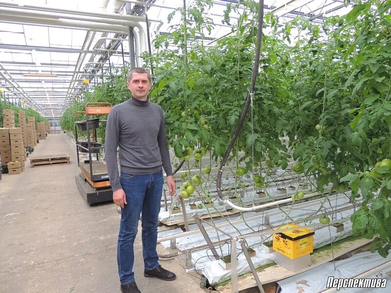 Гродненская овощная фабрика. Минская овощная фабрика. Минская овощная фабрика. Гродненская овощная фабрика директор. Минская овощная фабрика вакансии.