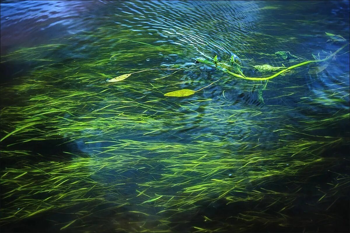 Плывя по поверхности воды. Триходесмиум водоросль. Речные водоросли Посейдония. Цветение воды. Зеленые водоросли в воде.