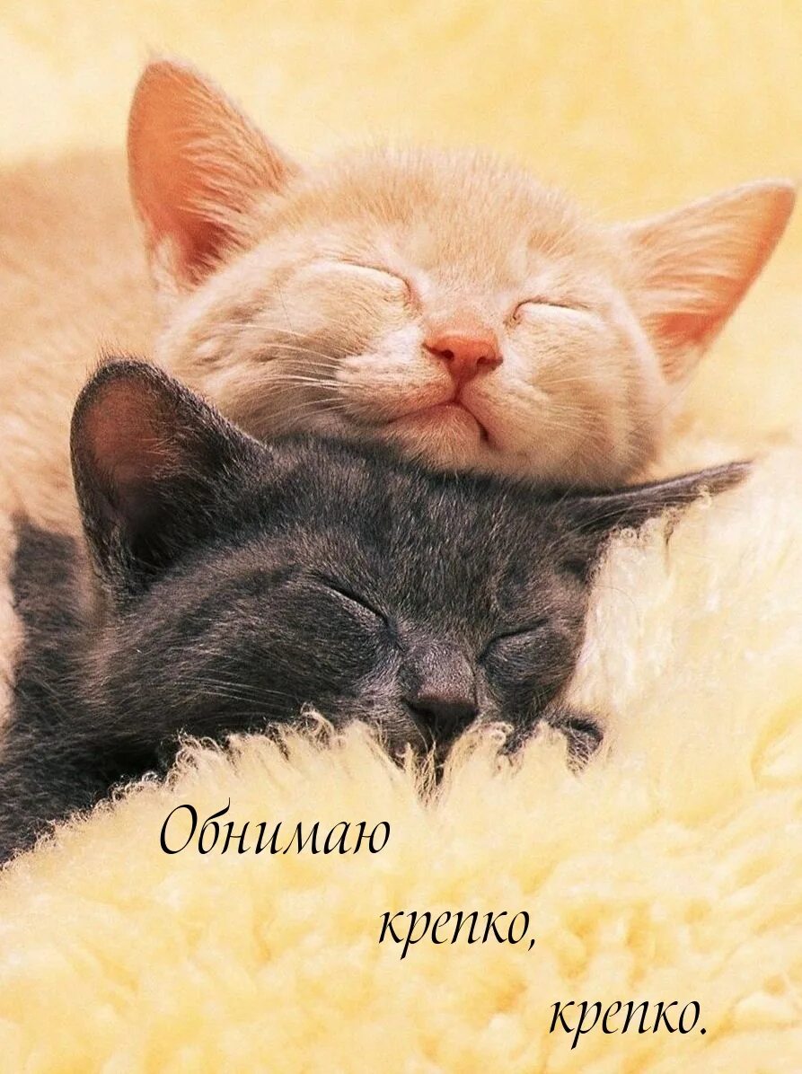 Обниму крепко крепко поцелую сладко. Котики обнимашки. Обниму крепко крепко поцелую сладко. Красивые объятия. Спокойной ночи любимый сладких снов целую обнимаю.