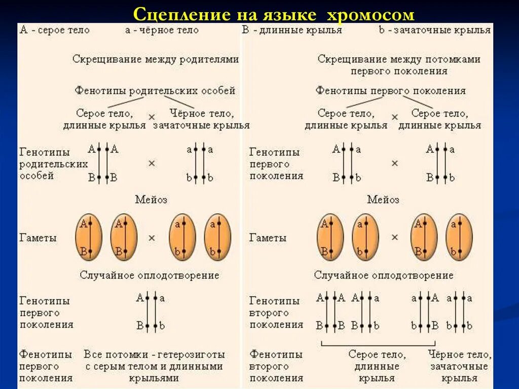 Полное сцепление генов схема. Сцепленное наследование признаков генетика. Задачи по генетике на сцепленные гены. Сцепленное наследование признаков группы сцепления. Полное и неполное сцепление генов