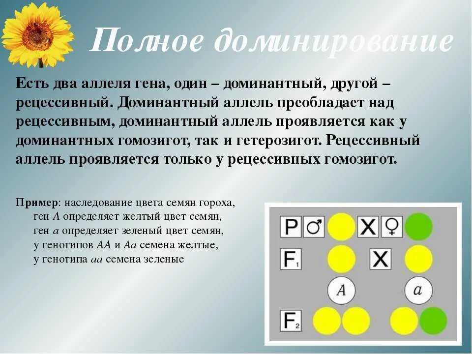 Полное доминирование мужчин. Доминантный ген аллель. Доминантный аллель это. Полное доминирование это. Рецессивный аллель.