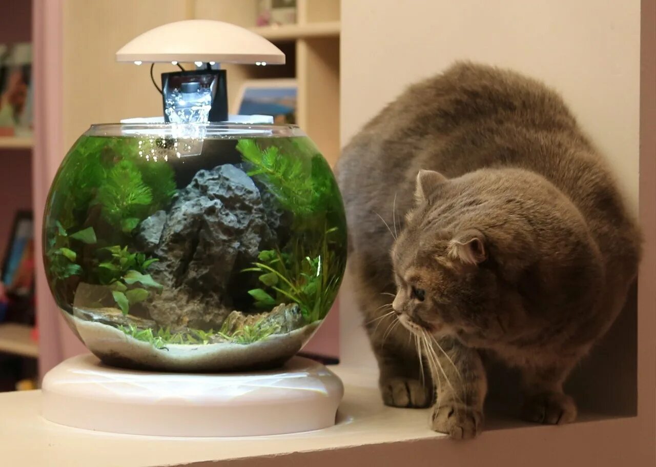 Как содержать круглый аквариум. Аквариум круглый cascade globe. tetra cascade globe. аквариум маленький круглый. круглый аквариум с петушком.