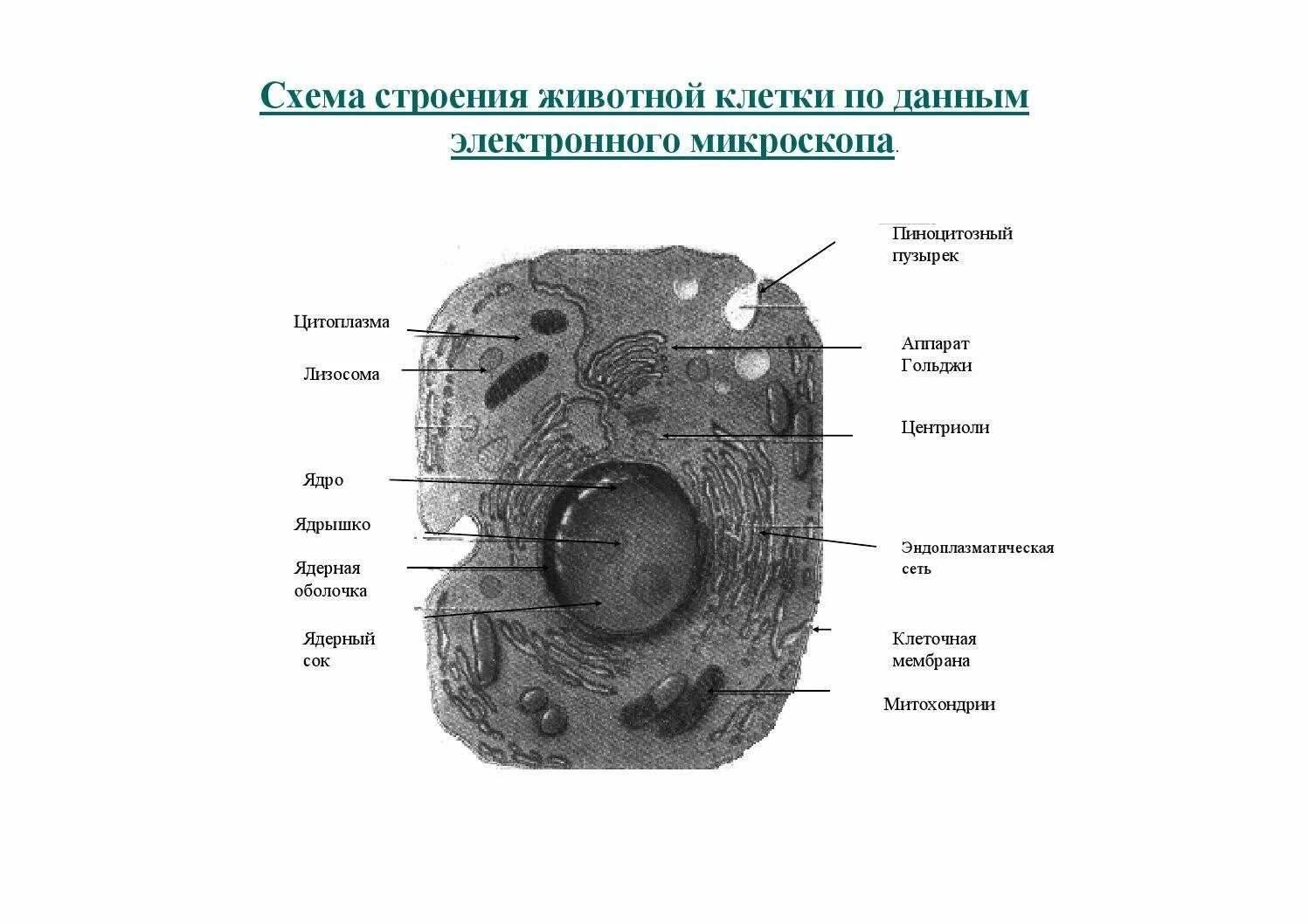 Клетка рисунок с подписями