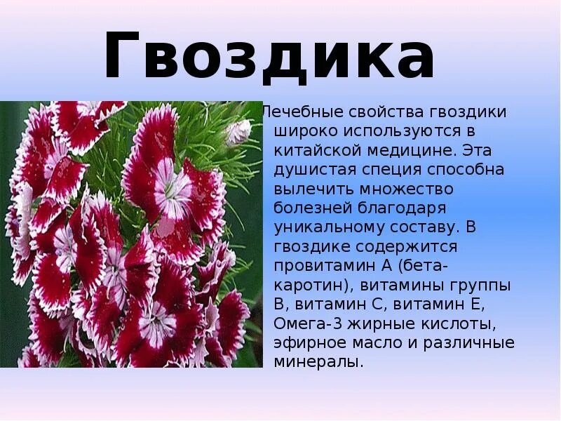 Гвоздика полезные свойства. Гвоздика характеристика растения. Гвоздика св ва. Гвоздика характеристика. Гвоздика с водой польза