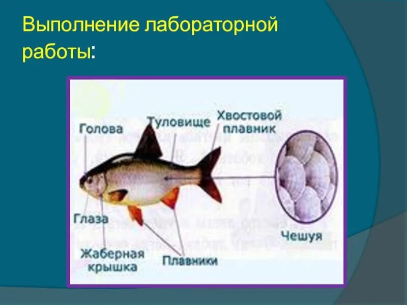 Передвижение рыб 7 класс биология лабораторная работа. Строение рыбы. Рыбы (биология). Особенности внешнего строения рыб. Внешнее строение рыбы биология.