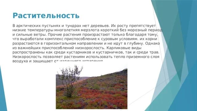 Характеристика арктических пустынь и тундры. Почему в тундре нет деревьев. Природа арктических пустынь тундр и лесотундр 8 класс. Природа арктических пустынь тундр и лесотундр 8 класс презентация. Восстановление растительного Покрова в тундре.