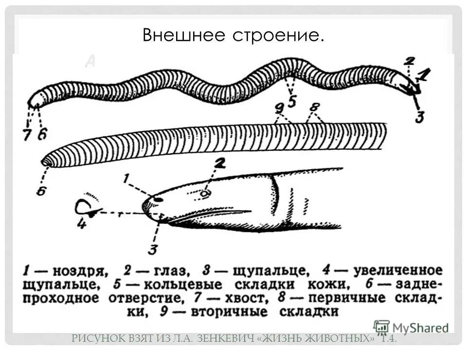 Передний и задний конец червя. Внешнее строение червяги. Безногие строение червяги. Безногие земноводные внутреннее строение. Внешнее строение кольчатой червяги.